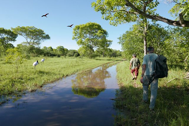 123-pantanal eerste blad.jpg - Papegaaien in de lucht, jabiru’s op stap en wij, samen met een gids, ook.